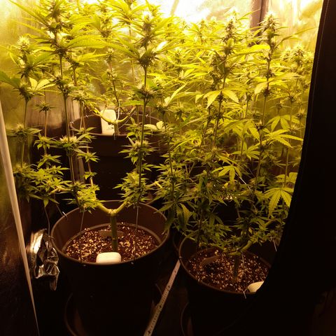 Fat Gorilla  growlog timeline photo