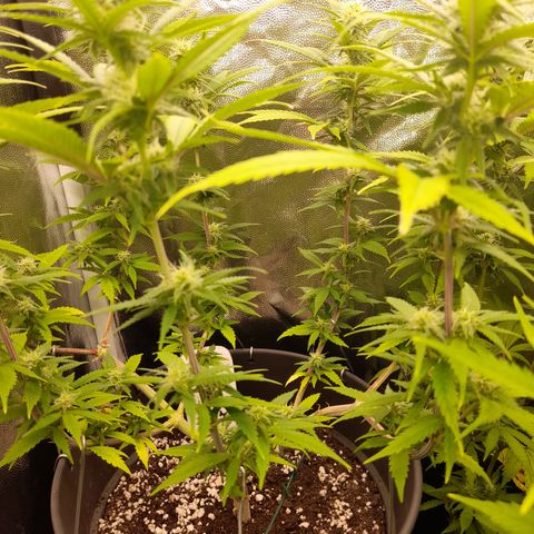 Pink Runtz  growlog timeline photo