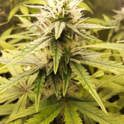 Green Gelato  growlog timeline photo