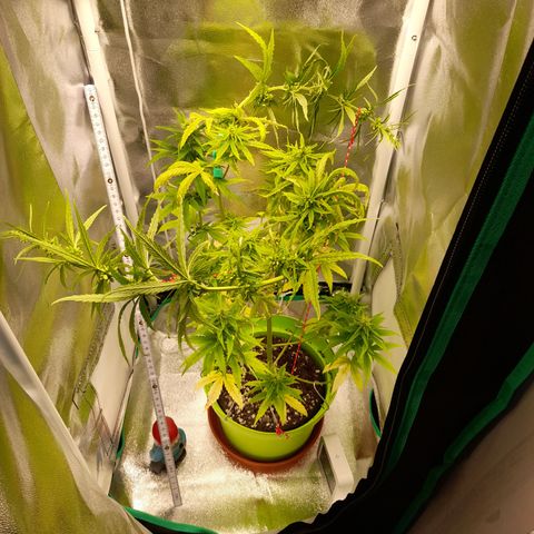Royal Runtz  growlog timeline photo
