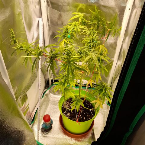 Royal Runtz  growlog timeline photo