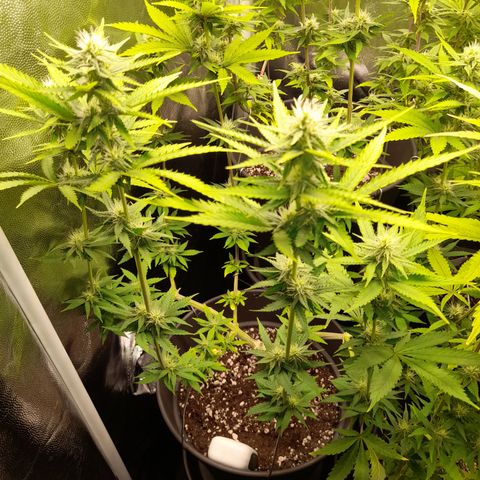 Fat Gorilla  growlog timeline photo
