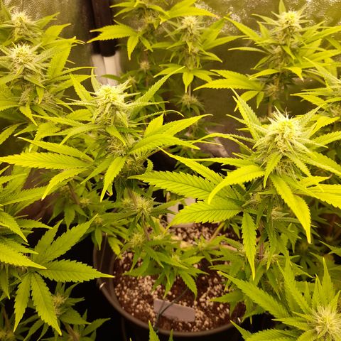 Pink Runtz  growlog timeline photo