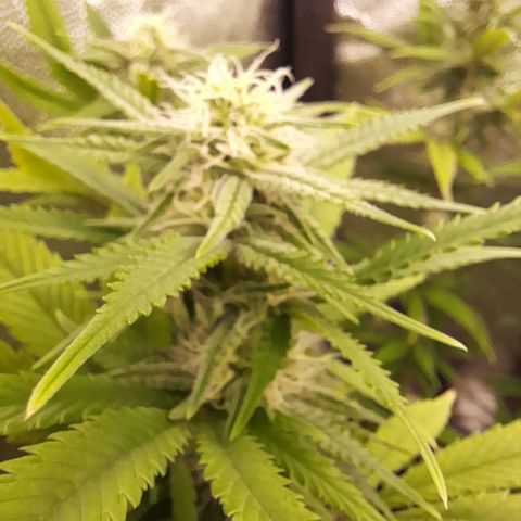 Pink Runtz  growlog timeline photo
