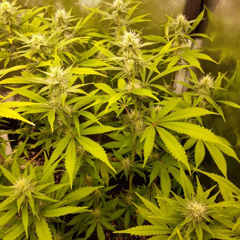 Sherbet Queen  growlog timeline photo