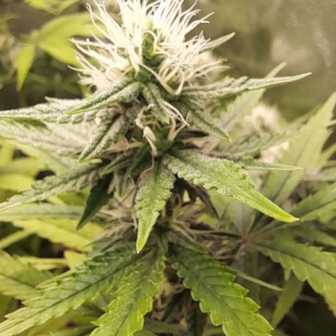 Green Gelato  growlog timeline photo