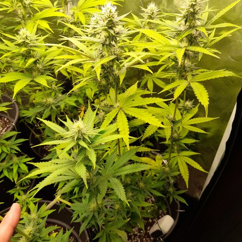 Green Gelato  growlog timeline photo