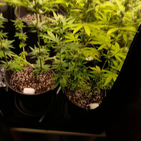 Fat Gorilla  growlog timeline photo