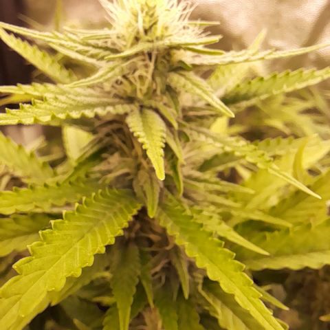 Fat Gorilla  growlog timeline photo