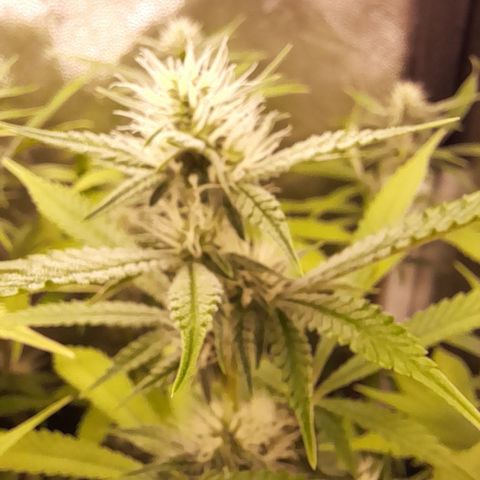 Sherbet Queen  growlog timeline photo