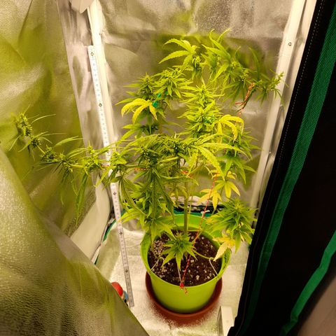 Royal Runtz  growlog timeline photo