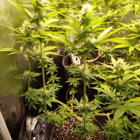 Fat Gorilla  growlog timeline photo