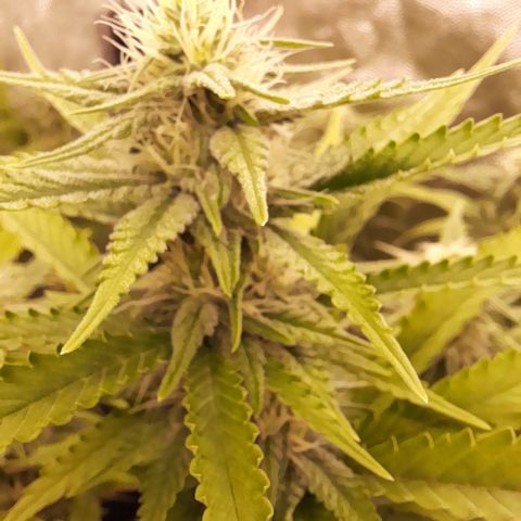 Fat Gorilla  growlog timeline photo