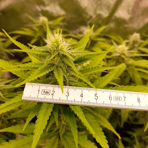 Fat Gorilla  growlog timeline photo