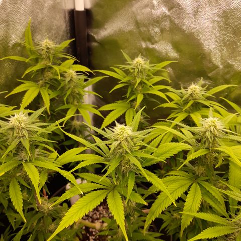 Pink Runtz  growlog timeline photo