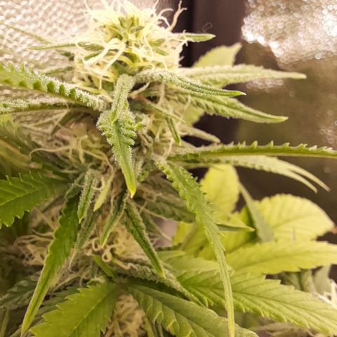 Pink Runtz  growlog timeline photo