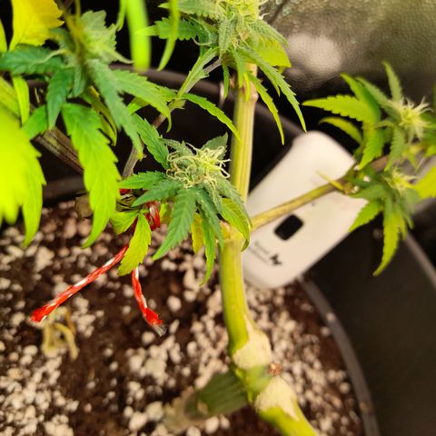 Pink Runtz  growlog timeline photo