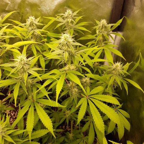 Sherbet Queen  growlog timeline photo