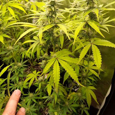 Green Gelato  growlog timeline photo