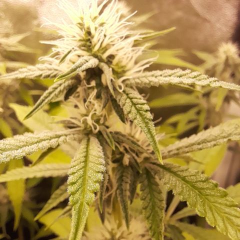 Sherbet Queen  growlog timeline photo