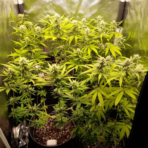 Fat Gorilla  growlog timeline photo