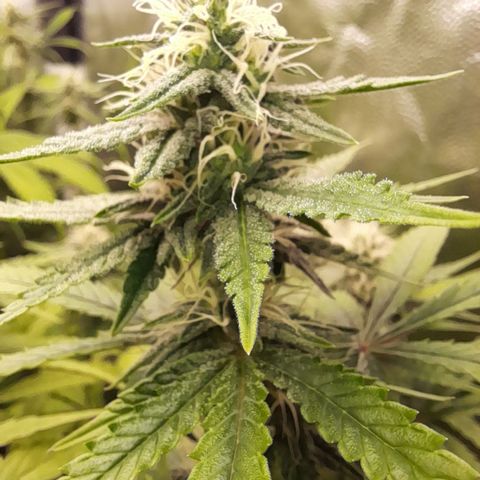 Green Gelato  growlog timeline photo