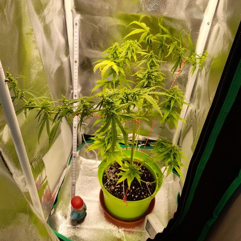 Royal Runtz  growlog timeline photo