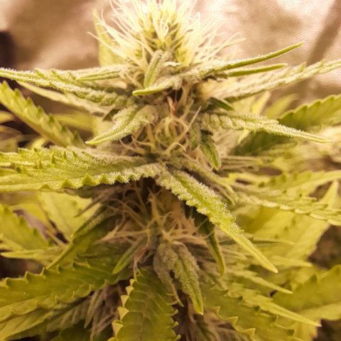 Fat Gorilla  growlog timeline photo