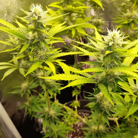 Fat Gorilla  growlog timeline photo