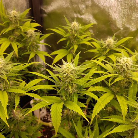 Pink Runtz  growlog timeline photo
