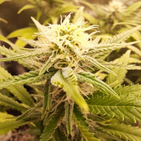 Pink Runtz  growlog timeline photo