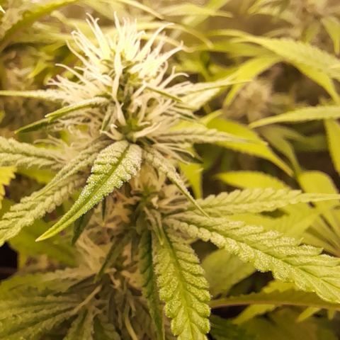 Sherbet Queen  growlog timeline photo