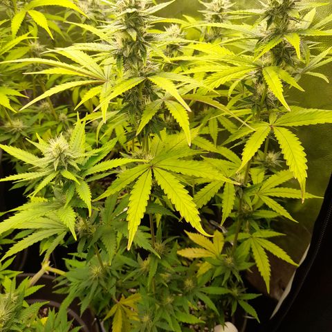 Green Gelato  growlog timeline photo