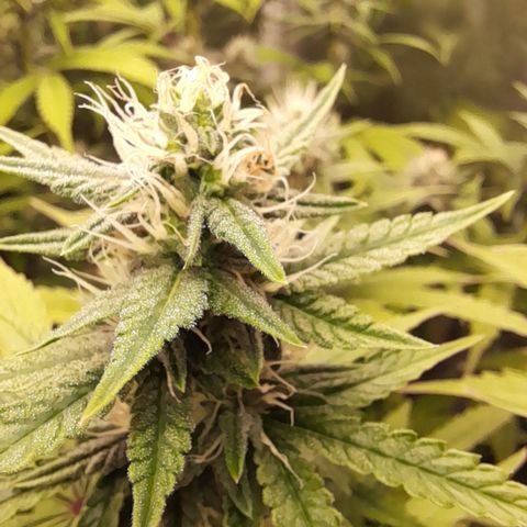 Green Gelato  growlog timeline photo