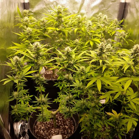 Pink Runtz  growlog timeline photo