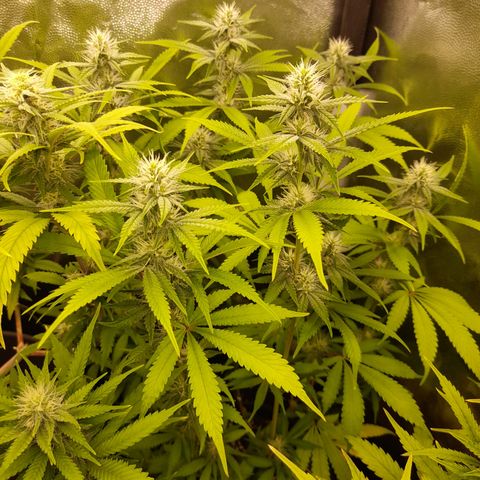 Sherbet Queen  growlog timeline photo