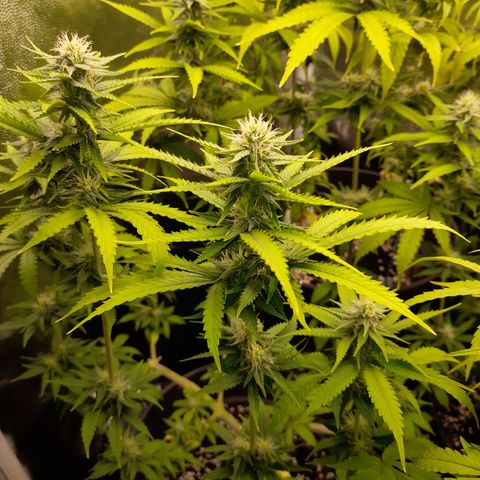 Fat Gorilla  growlog timeline photo