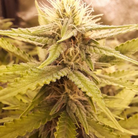 Fat Gorilla  growlog timeline photo