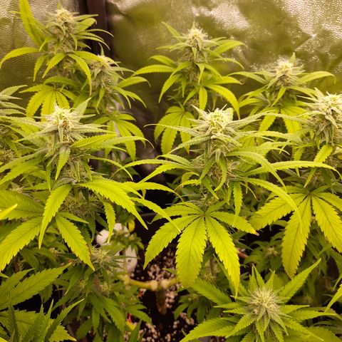Pink Runtz  growlog timeline photo