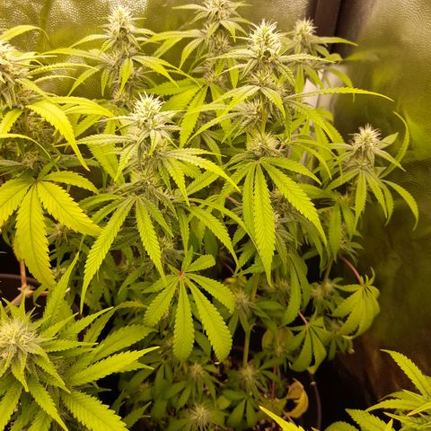 Sherbet Queen  growlog timeline photo