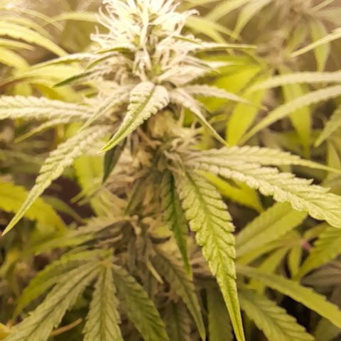 Sherbet Queen  growlog timeline photo