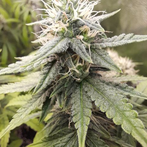 Green Gelato  growlog timeline photo