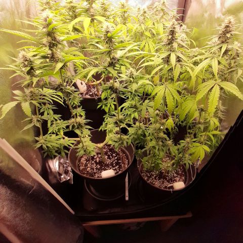 Pink Runtz  growlog timeline photo