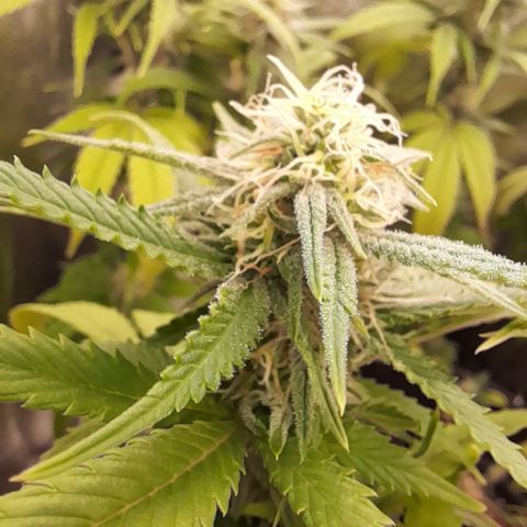 Pink Runtz  growlog timeline photo