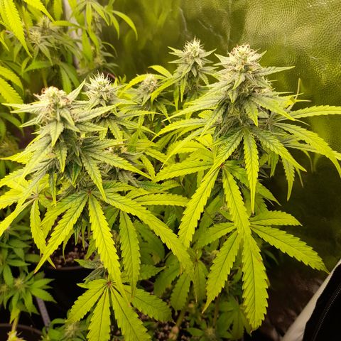 Green Gelato  growlog timeline photo