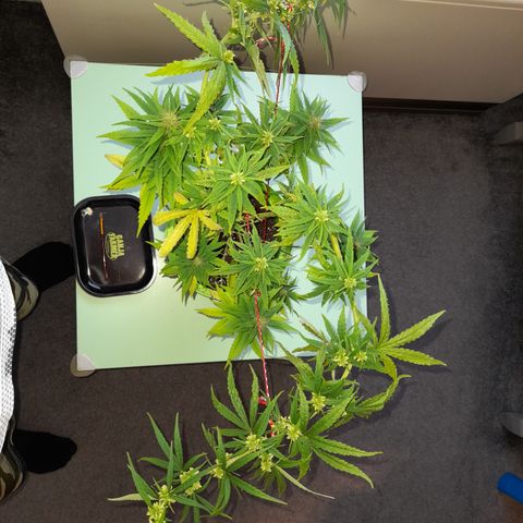 Royal Runtz  growlog timeline photo