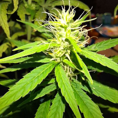 Royal Runtz  growlog timeline photo