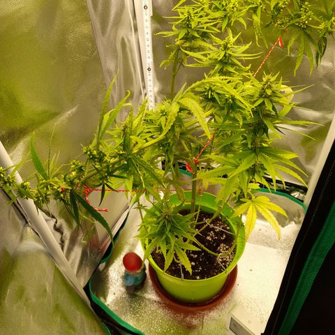 Royal Runtz  growlog timeline photo