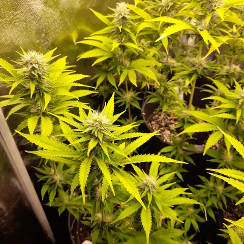 Fat Gorilla  growlog timeline photo