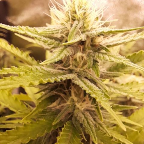 Fat Gorilla  growlog timeline photo